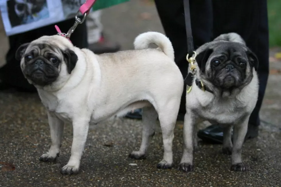 Two Pugs Are Heroes During A Fire