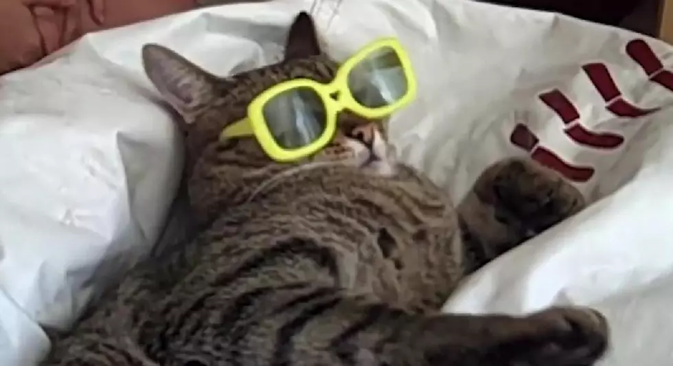 Cats In Costumes &#038; They Are NOT Happy! [VIDEO]