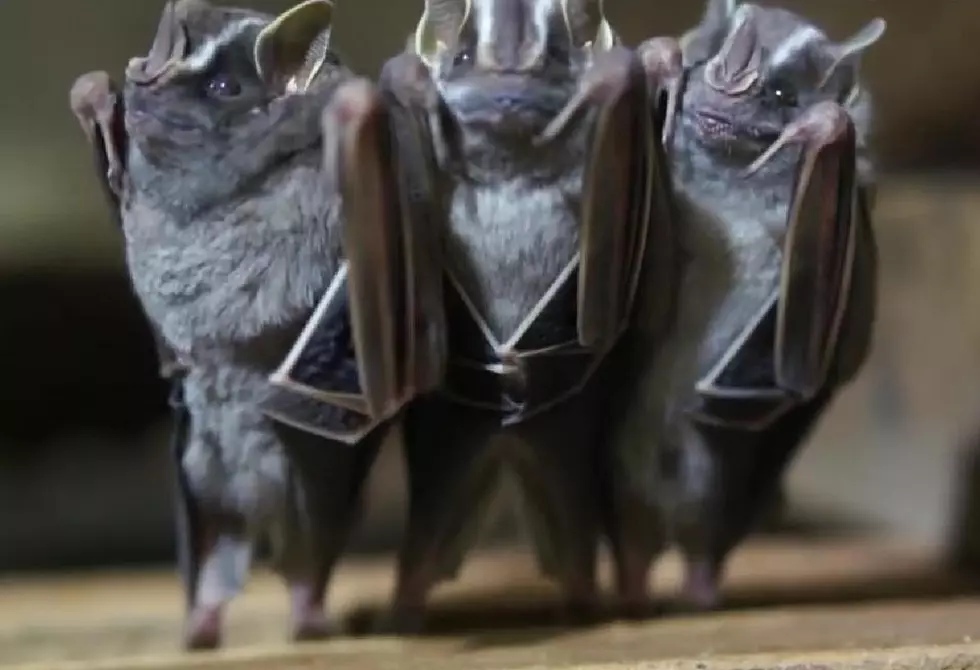 Dancing Bats [VIDEO]