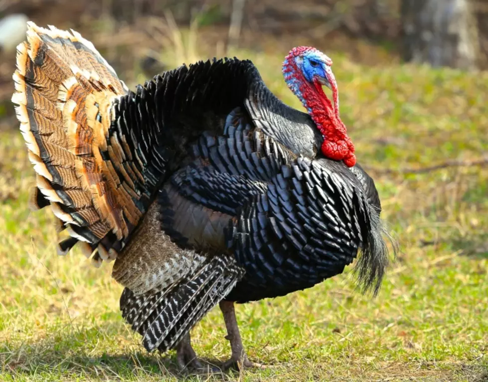See Wild Turkeys? You Can Help The DEC