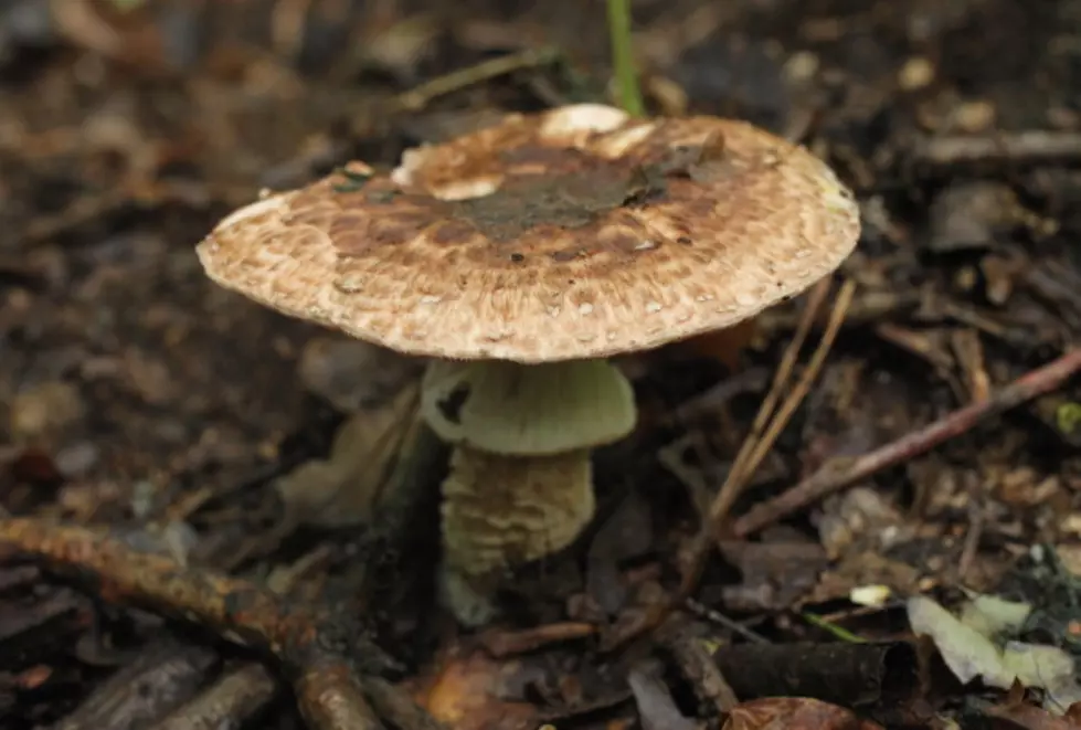 Company That Makes Various Products From Mushroom Materials Opens Troy Plant