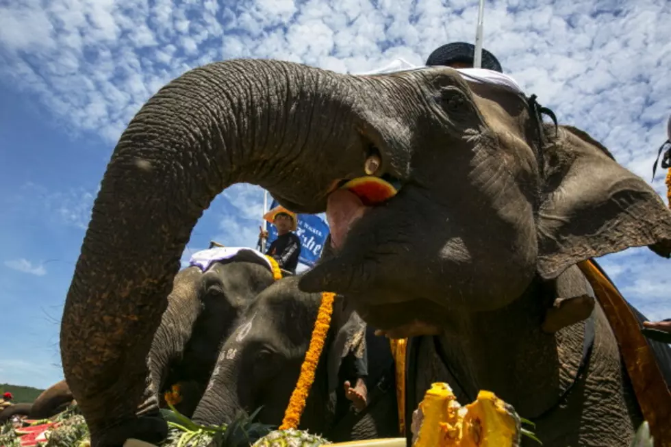 If Your Truck Flips, Ask An Elephant For Help