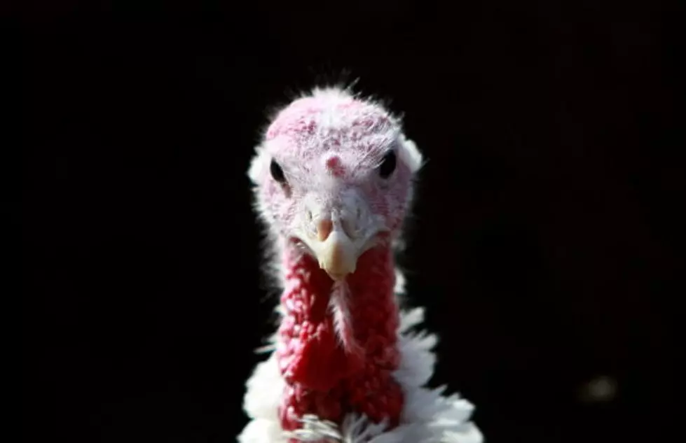 Turkey As A Pet? It’s Not As Crazy As You Think