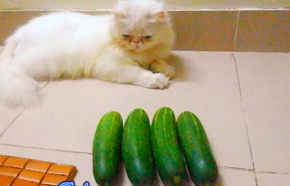 What&#8217;s The Deal With The Cats And Cucumber Videos? [VIDEO]