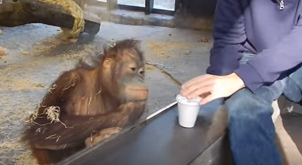 Monkey Sees A Magic Trick – Too Cute! [Watch]