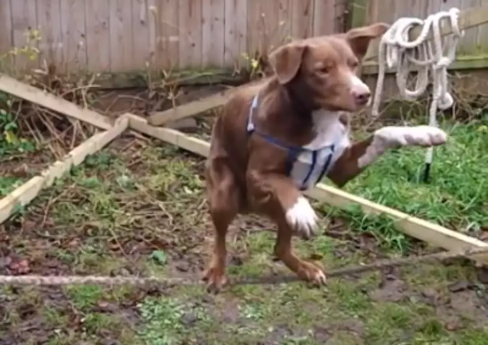 Real Or Fake? Rope-Balancing Dog [VIDEO]