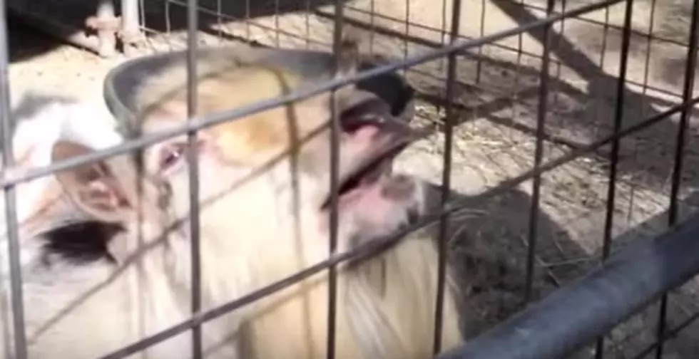Watch This Hysterically Funny Goat Make Weird Noises Because Monday [Video]