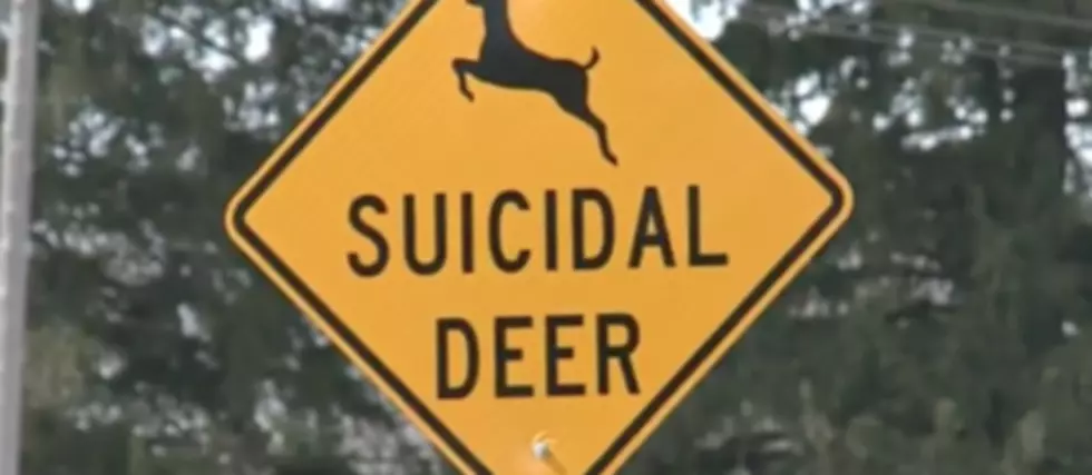 Are We Being Too Sensitive? ‘Suicidal Deer’ Signs to Remain Standing