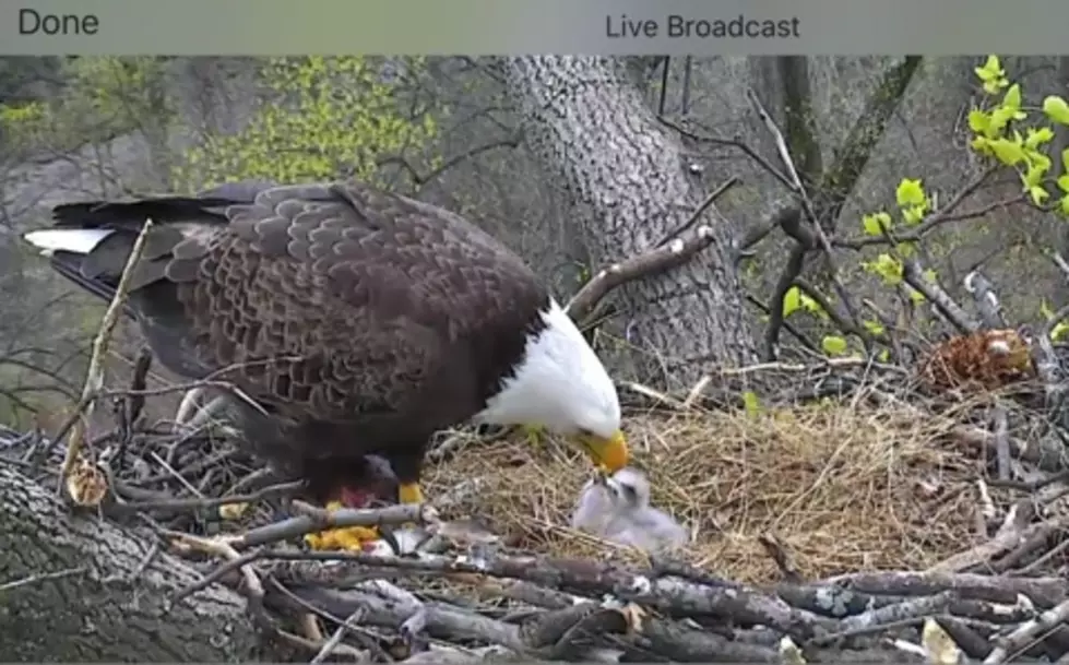 Help Name The Eaglets &#8211; Capital Region Or Country Style!