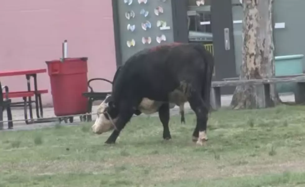 Bull Runs Through Streets of NYC, Gets Rescued By Jon Stewart