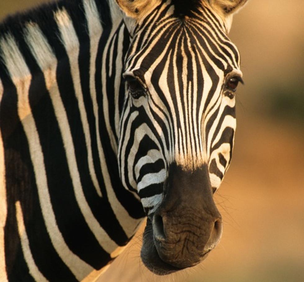 Zebra on the Loose in the Catskills