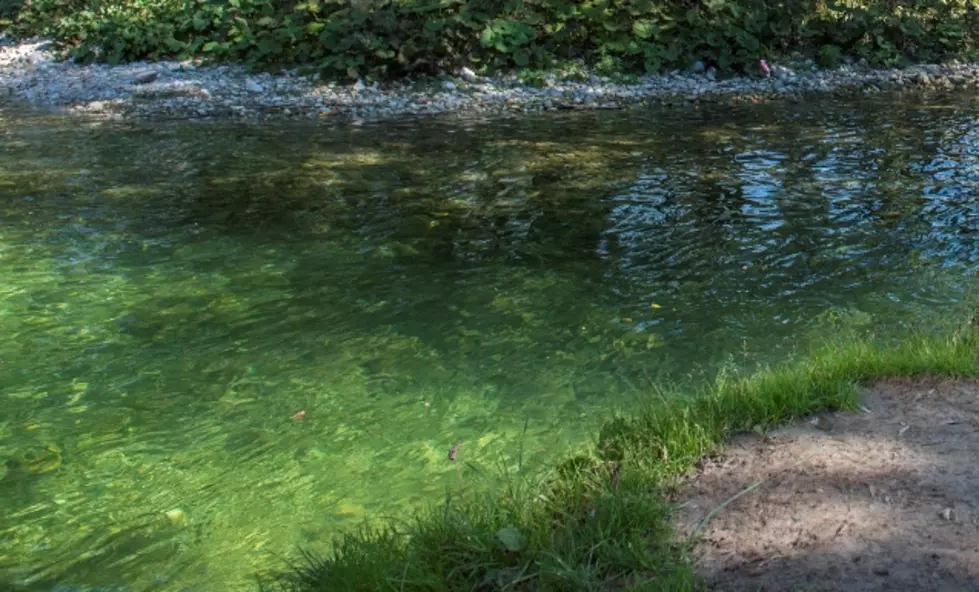 Officials End Search For ‘Alligator Gar’ Fish In Schenectady Pond