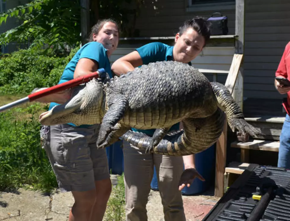 6-Foot Alligator Removed From Local Backyard