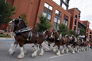 The Clydesdales Horses Are In Saratoga &#8211; Where And When To See Them