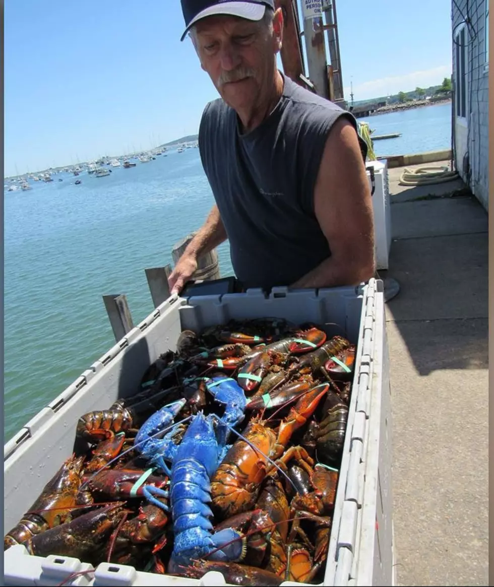 Wait &#8211; This is a Thing? A BLUE Lobster Caught in Cape Cod!