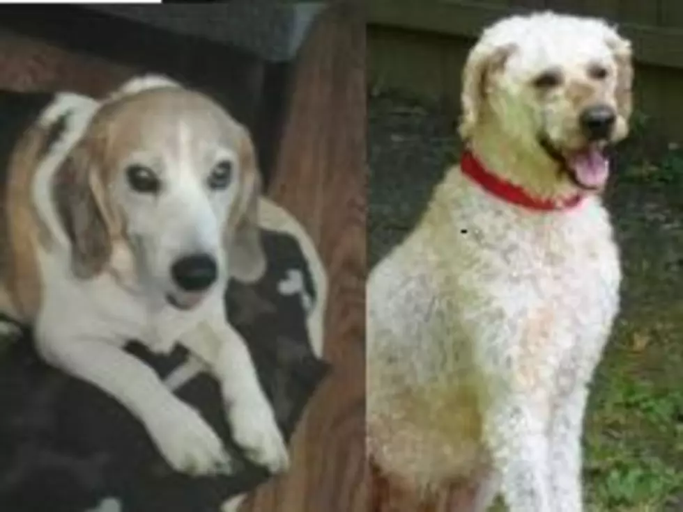 Are These Two Beautiful Dogs Too Old To Be Loved? – Steve Caporizzo’s Pet Connection