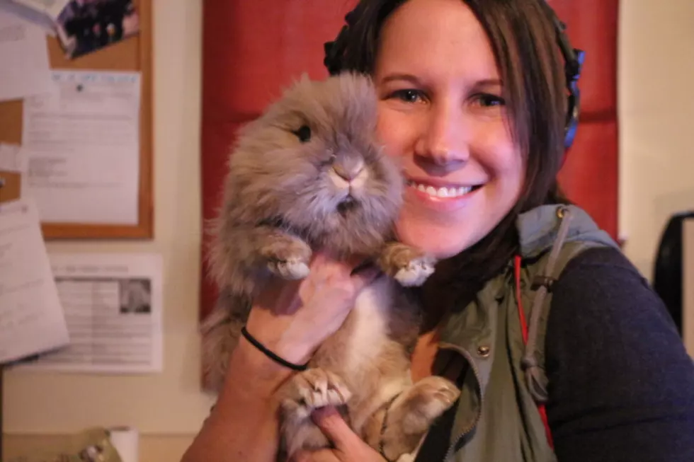 Bring Your Bunny to Work Day Took a Turn When Bunny Was Hired [VIDEO]