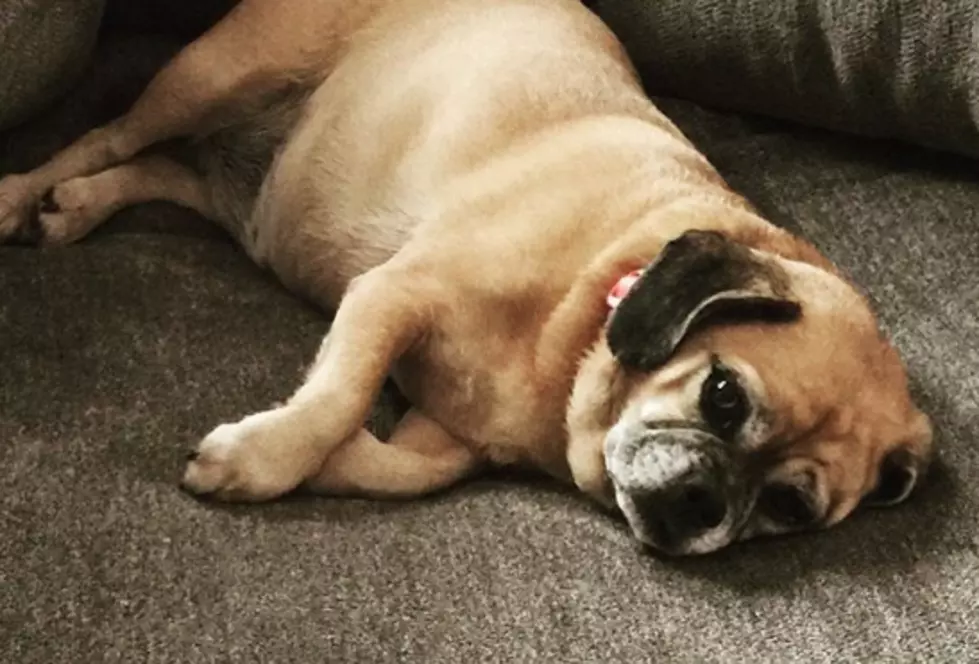 Here&#8217;s What Your Dog Is Dreaming About When She&#8217;s Sleeping