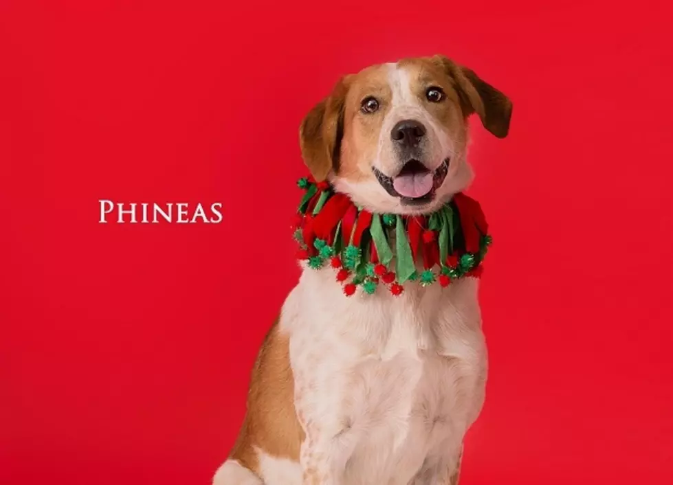 Albany Dog Has Been In Shelter 126 Days, Needs A Christmas Miracle [VIDEO]