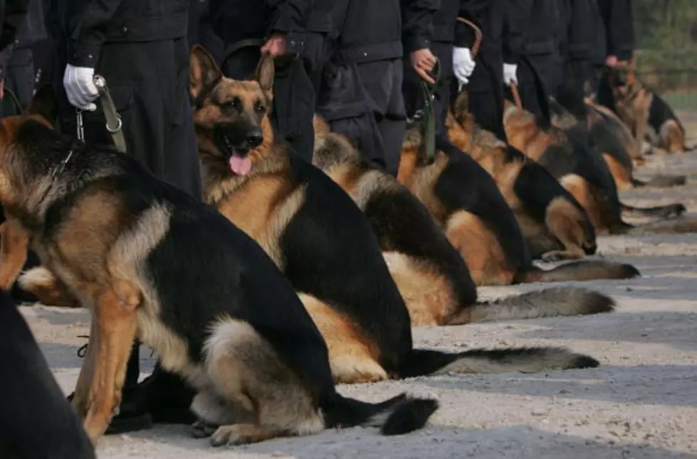 New Legislation Changes Rule for Police Animals [VIDEO]