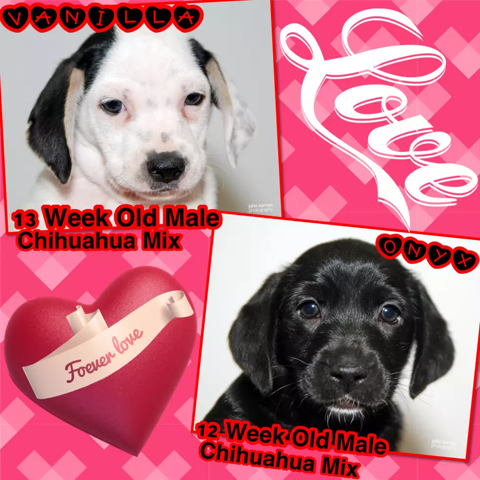 Valentine Puppies! &#8211; Steve Caporizzo&#8217;s Pet Connection