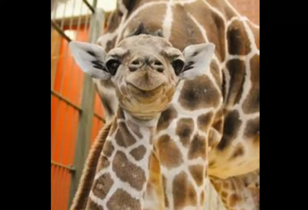 Denver Zoo Has A New Baby Giraffe That No One Cares About!