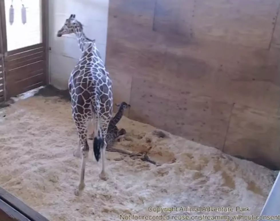Is April the Giraffe Pregnant Again?