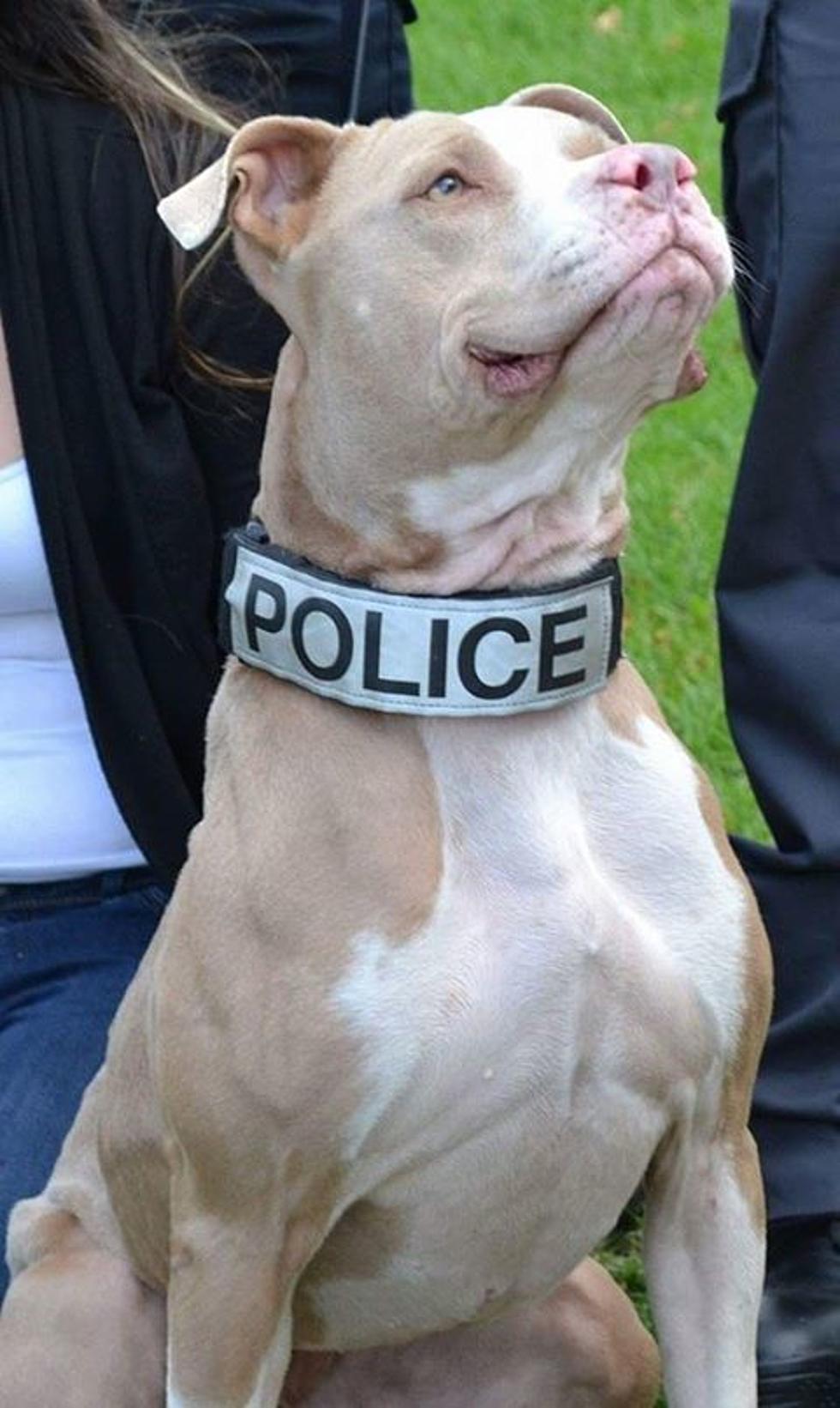 The First Official Pit Bull Police Dog in New York [PHOTO]