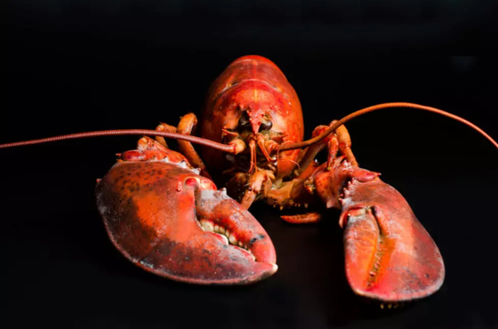 Rare Lobster Found In Latham