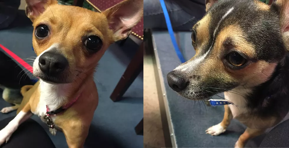 Best Friend Chihuahuas Want To Go Home With You! [VIDEO]