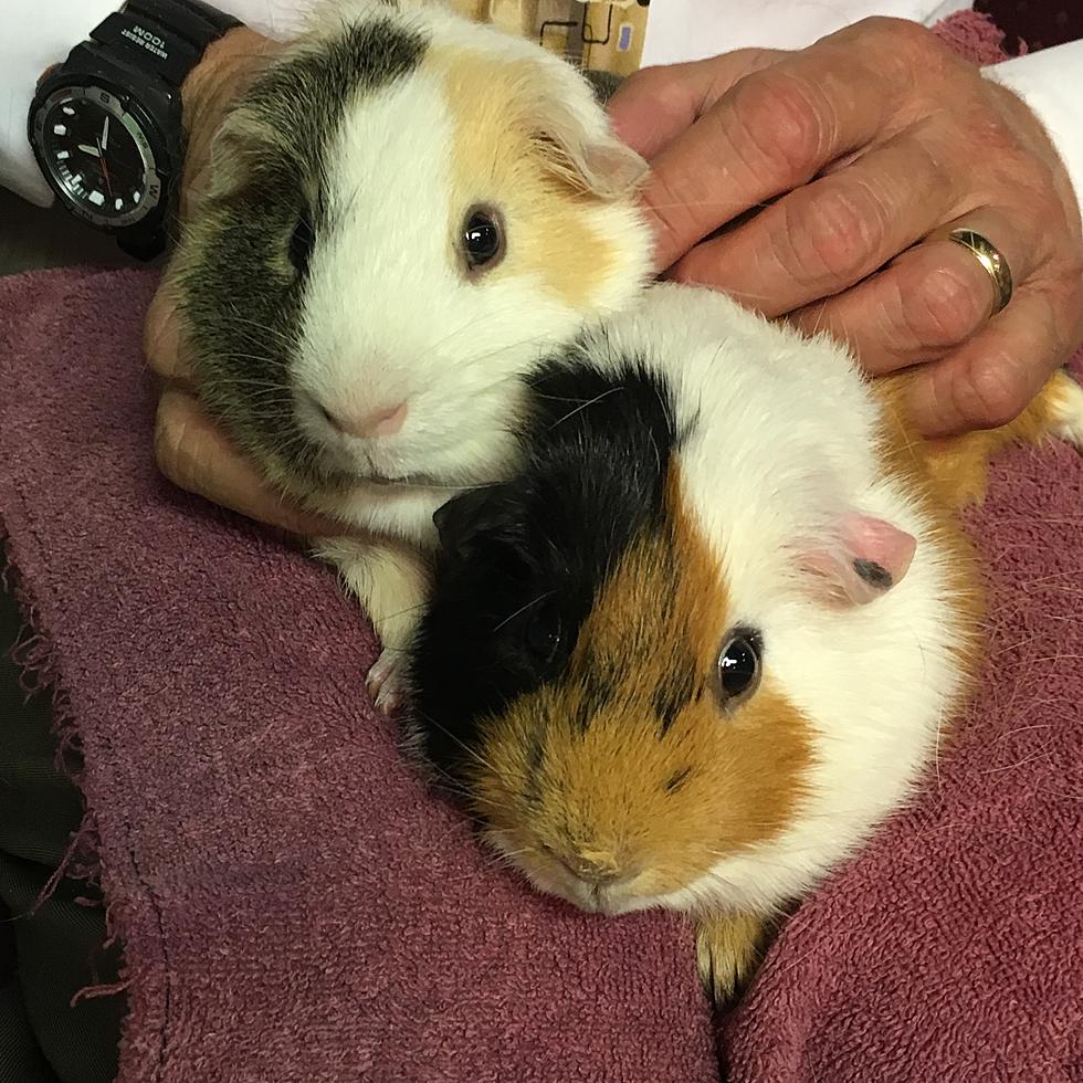 Perfect Pet for Your Kid! Adopt These Guinea Pigs! [VIDEO]