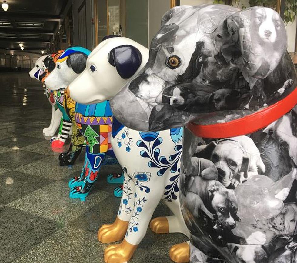 Get A Free Dog Toy With Nipper Week In Albany [PHOTO]