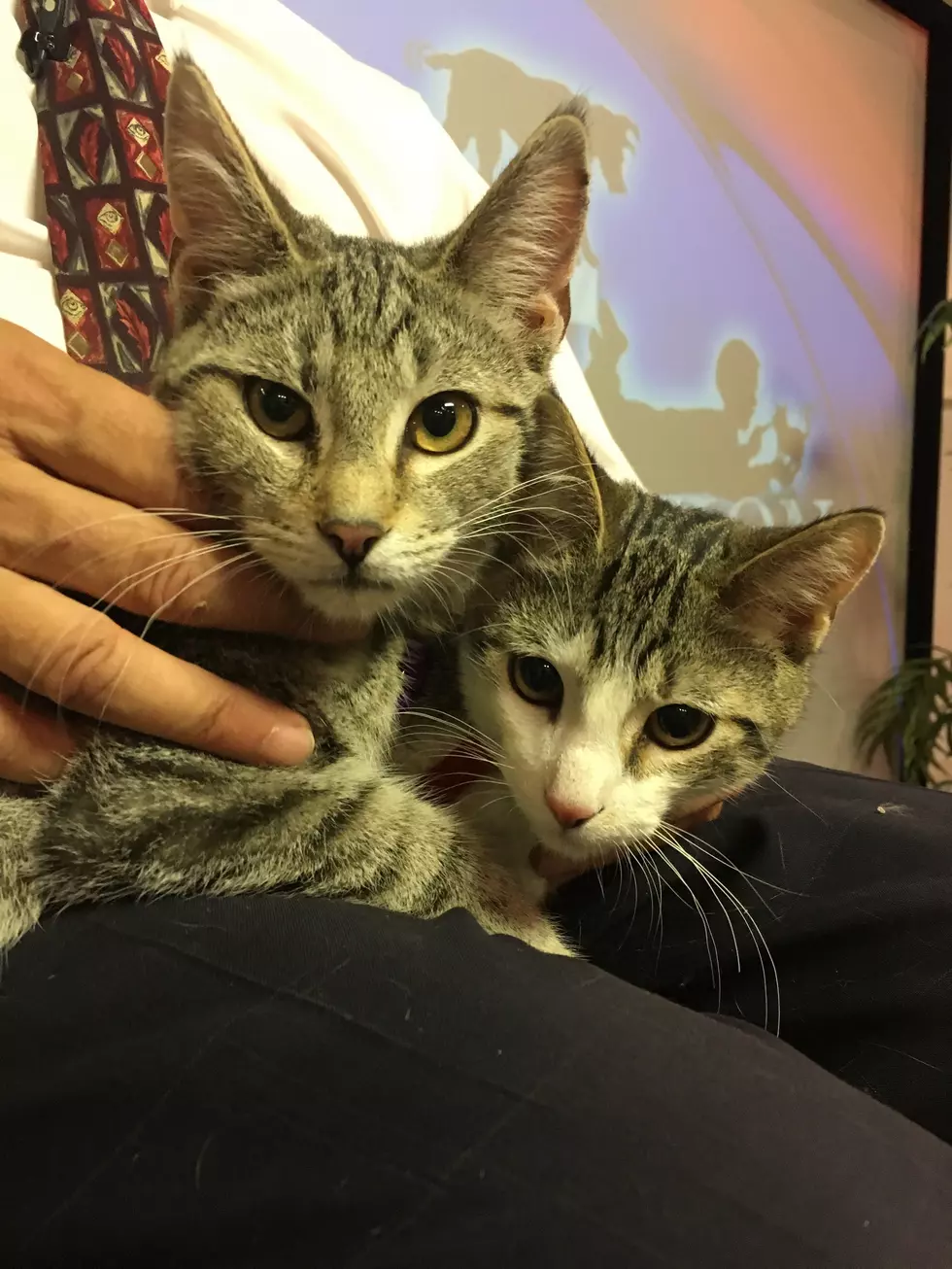 Sweetest Kittens Just Want to Snuggle and Purr [VIDEO]