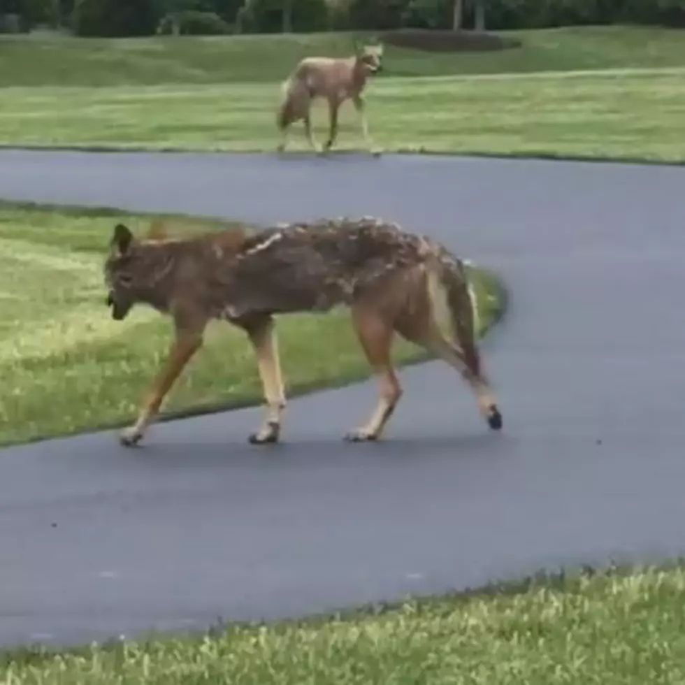 Coyotes Roaming Loudonville Neighborhood