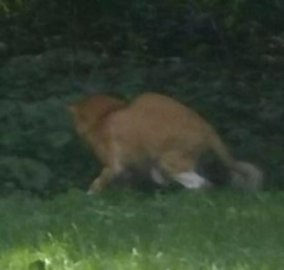 Mysterious Wild Animal Seen In Albany