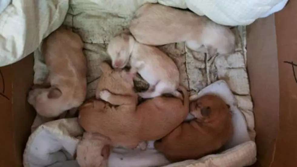 REWARD: Who Dumped 6 Puppies In A River