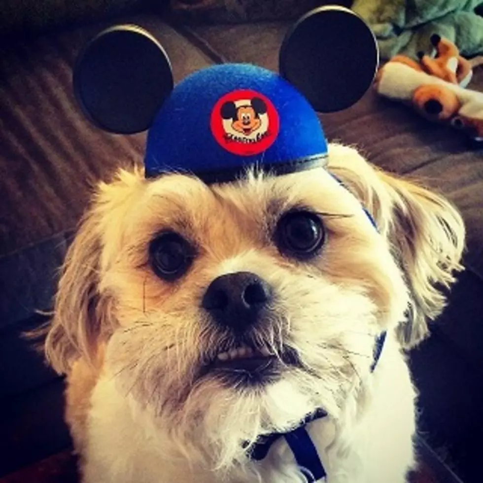 Dogs Can Stay At The Happiest Place On Earth