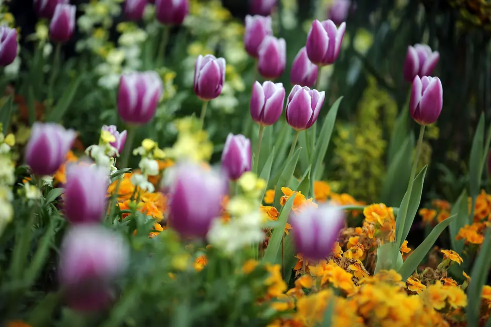 Take Home Your Own Albany Tulips from Washington Park