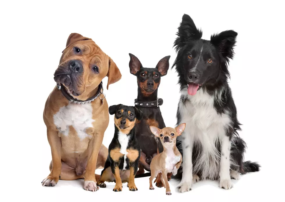 group of five dogs