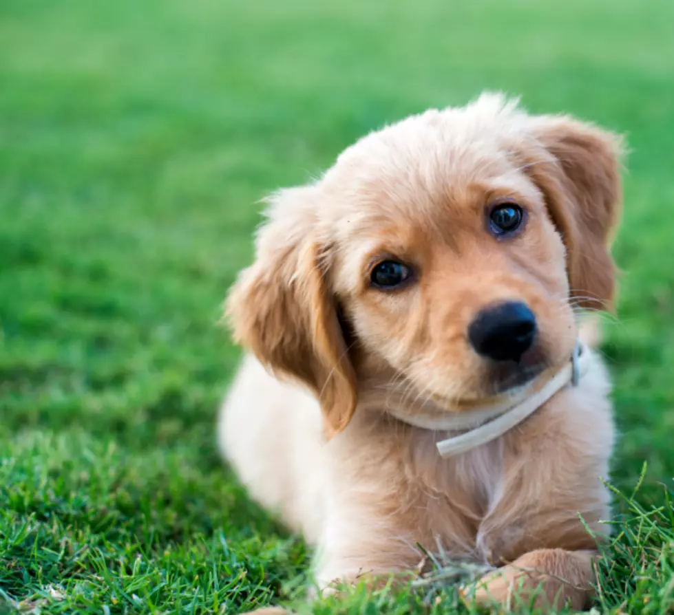 Creeper With Puppy Trying To Lure Women