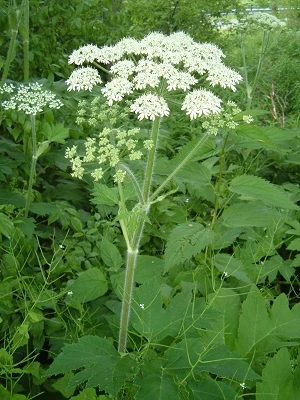 7 Dangerous Plants Growing In Your Yard [LIST]