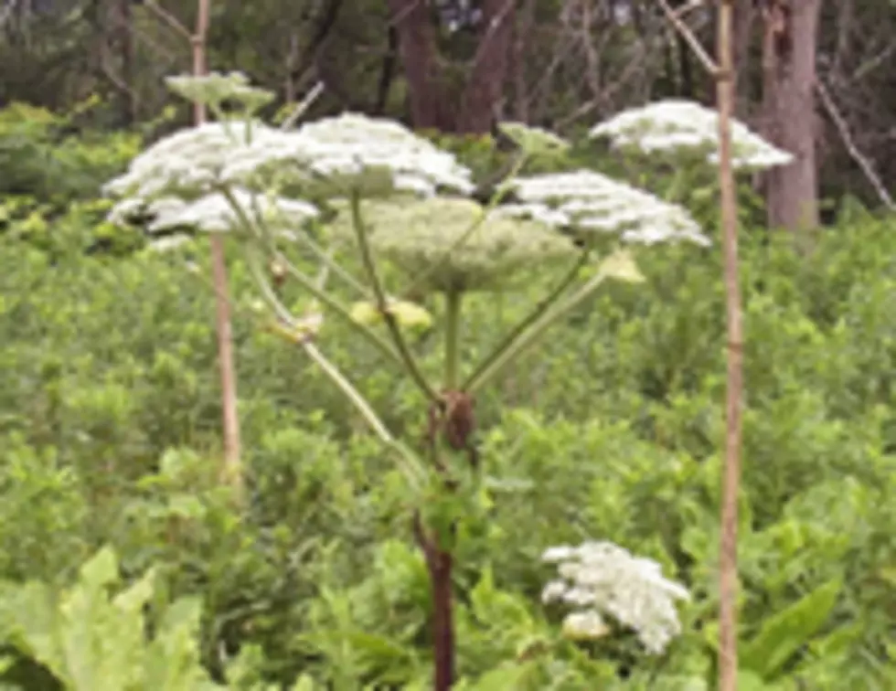 Credit: NYS Department of Environmental Conservation