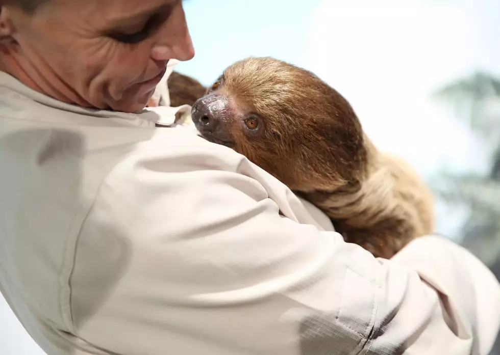 Snuggle a Sloth in Poughkeepsie This Weekend!