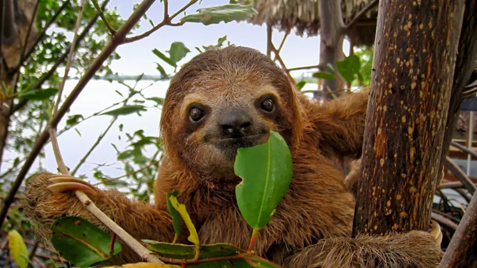 "Meet a Sloth" Exhibition Coming to Albany! 