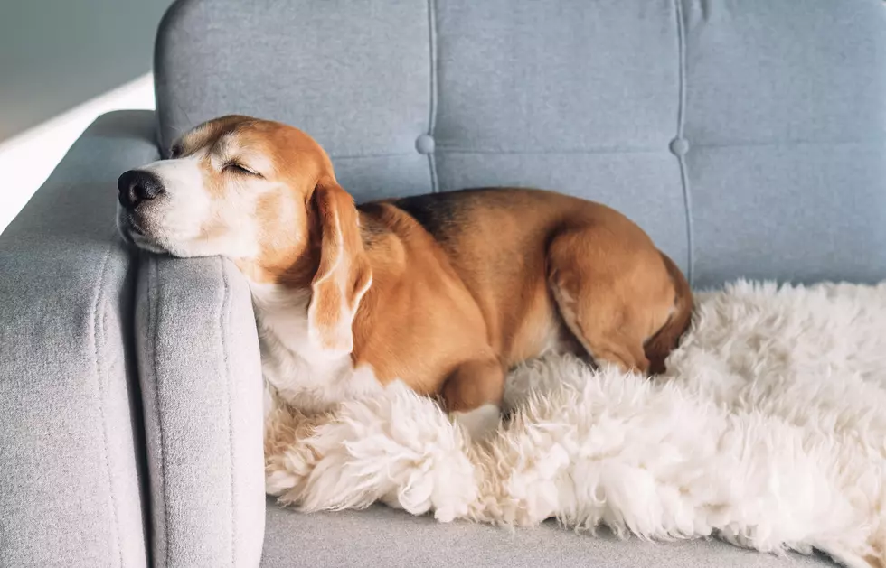 How to Make Your Furniture Safe for Senior Pets