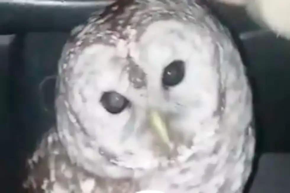 Local Man Smacked In Face By Owl While Driving (VIDEO)