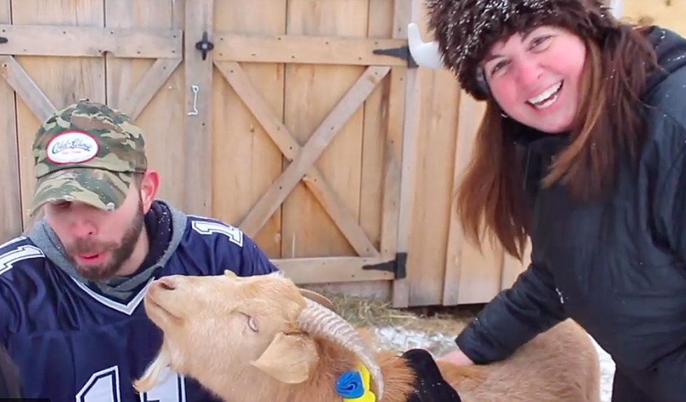 GOAT vs Ram: Farm Animals Predict Super Bowl Winner (VIDEO)