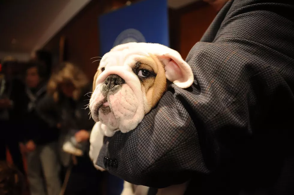 Love Cowboy Helps Guy Convince Girlfriend to Get a Dog [AUDIO]