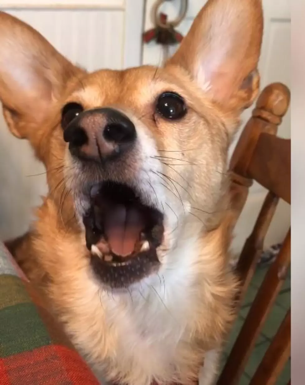 Amazing Local Dog Says ‘I Love You’ and Sings (VIDEO)
