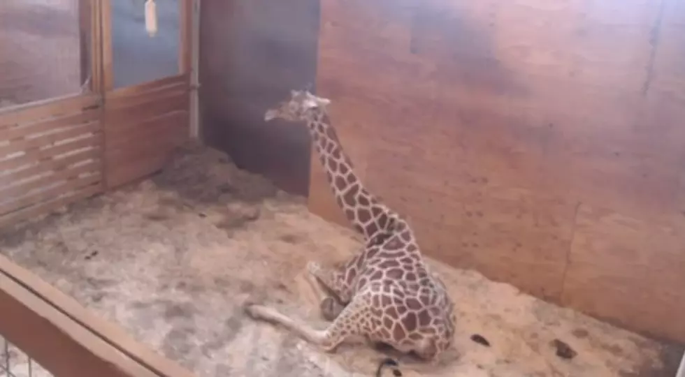 See April The Giraffe’s New Baby Calf [WATCH]